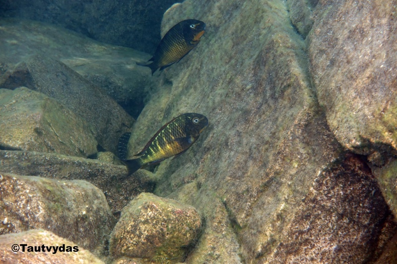 Tropheus sp. 'red' Cape Kachese
